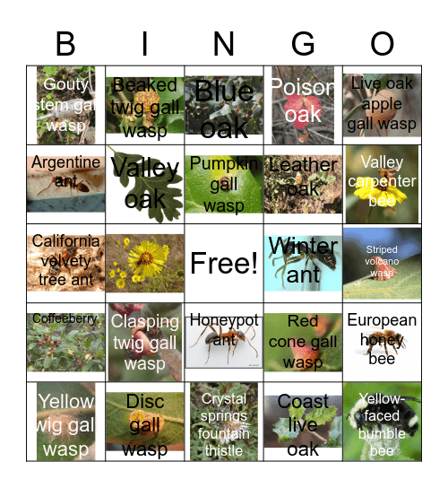 Hymenoptera & their plants Bingo Card