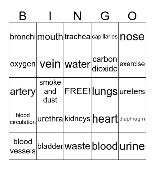 How our body works Bingo Card