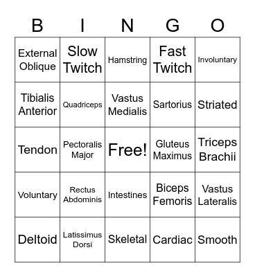 Muscular System Bingo Card