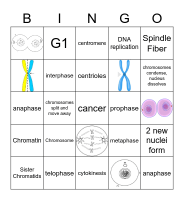 Mitosis Bingo Card