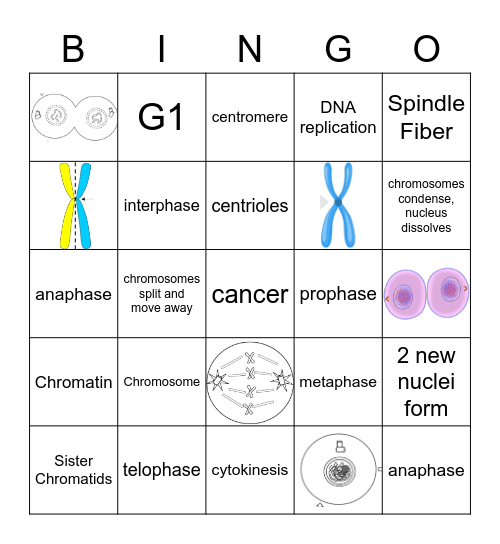 Mitosis Bingo Card