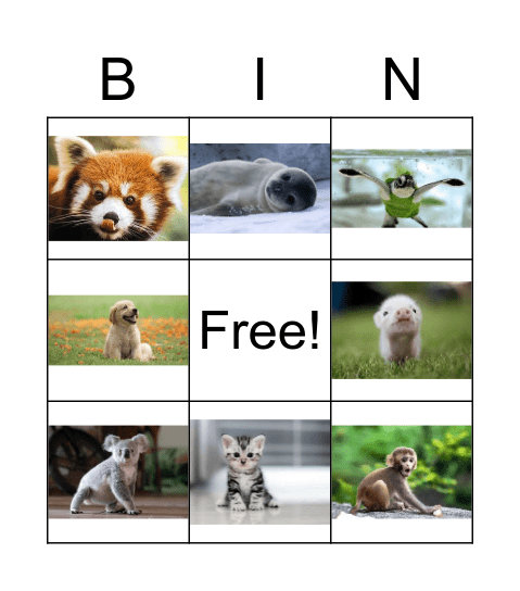 animal bingo Card