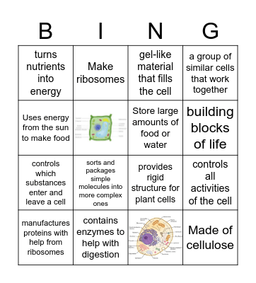 Cell Structure Bingo Card