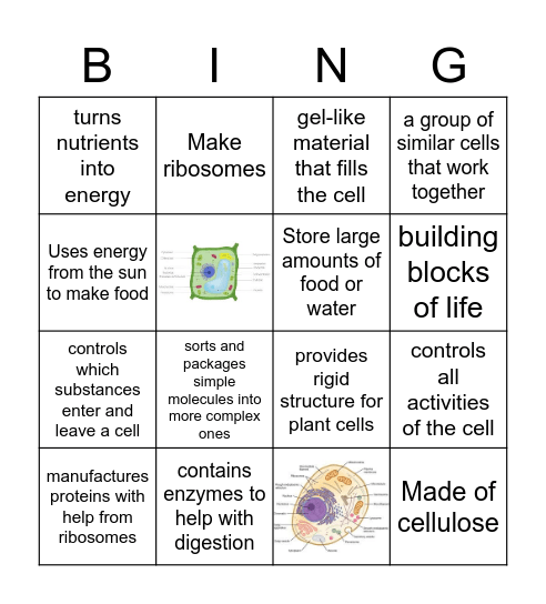 Cell Structure Bingo Card