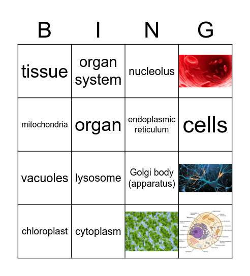 Cell Structure Bingo Card