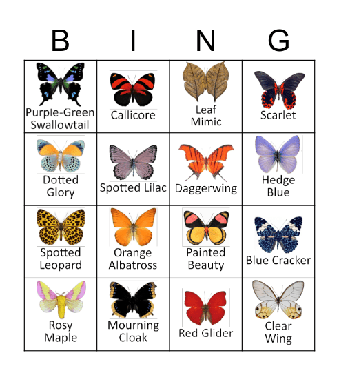 Butterfly Bingo Card