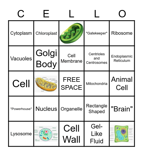 Cell Structures Bingo Card