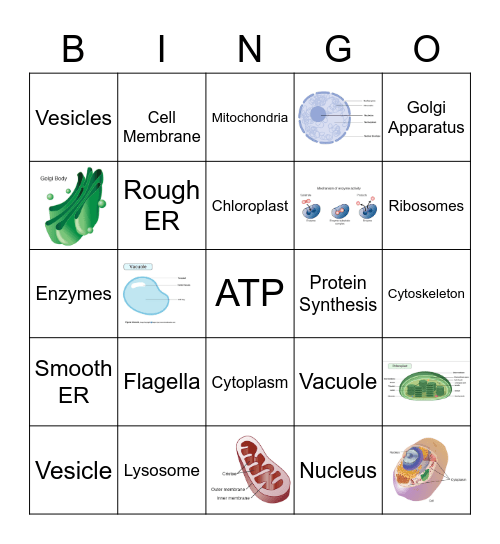 The Cell and its Organelles Bingo Card