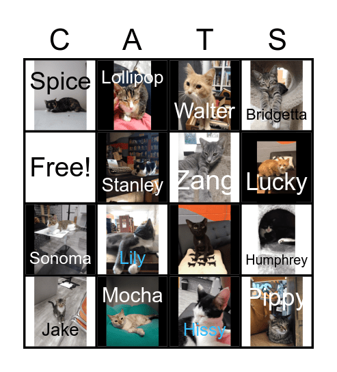 Fat Cat Bingo! Bingo Card