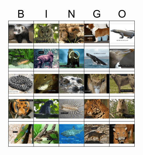 ANIMALS Bingo Card