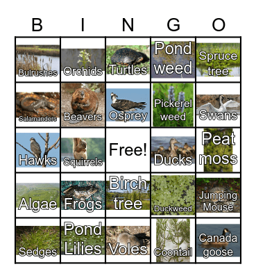 Wetlands Bingo Card