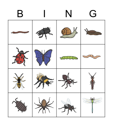 Insects （pictures） Bingo Card