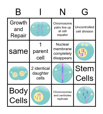 Mitosis Bingo Card