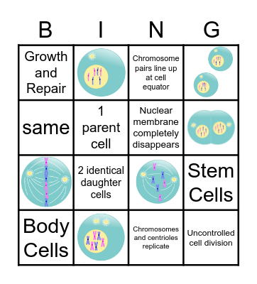 Mitosis Bingo Card