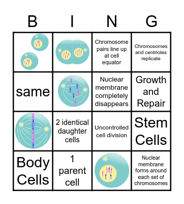 Mitosis Bingo Card