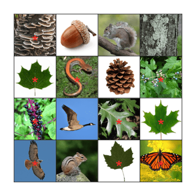 WERM Fall Foliage Bingo! Bingo Card