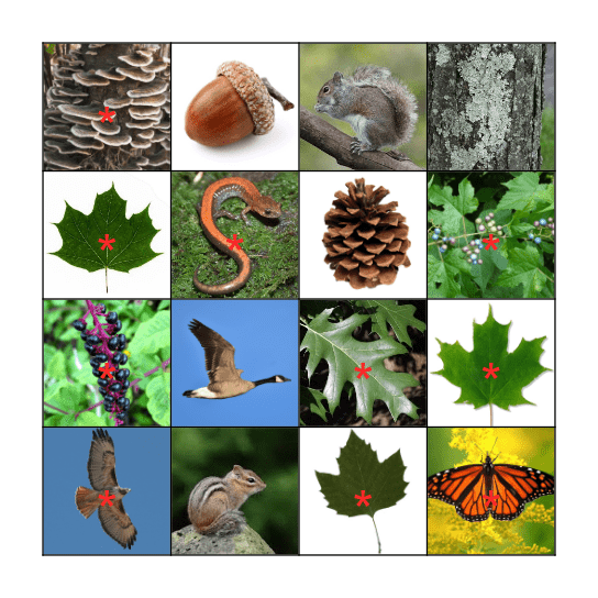 WERM Fall Foliage Bingo! Bingo Card