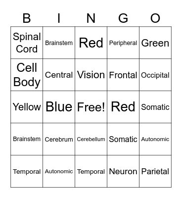 Nervous System Bingo Card