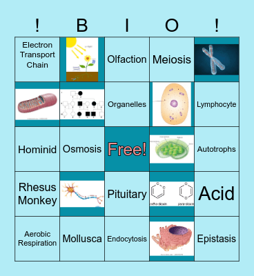 Biology Game Night! Bingo Card