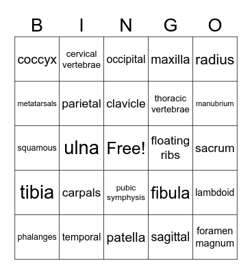 Skeletal System Bingo Card