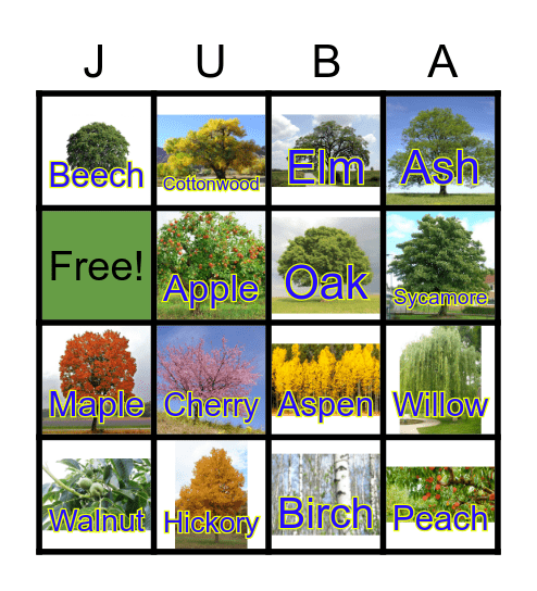 Types of Deciduous Trees Bingo Card