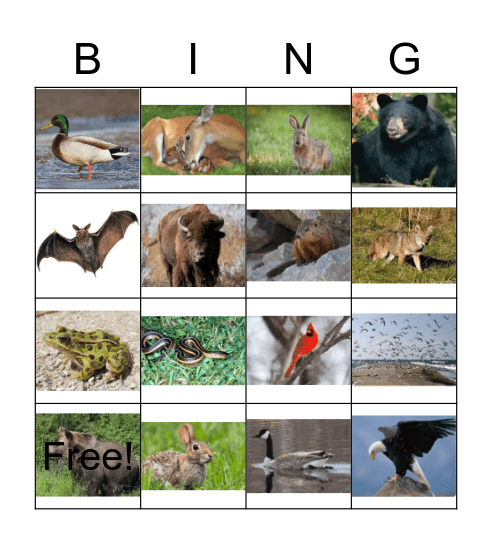 les animaux du Canada Bingo Card