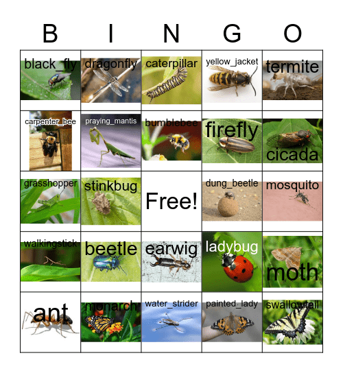 Insect BINGO Card