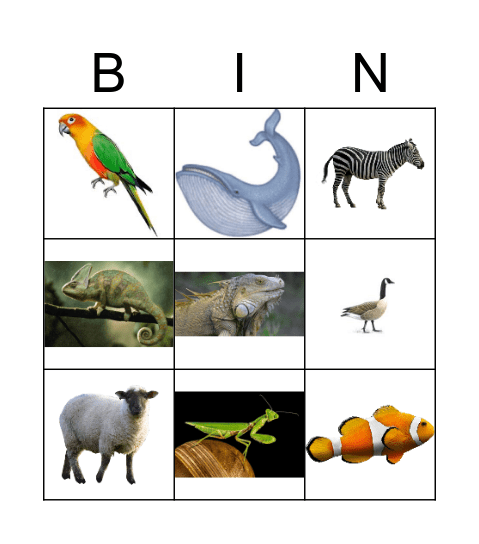 Animal Classes Bingo Card