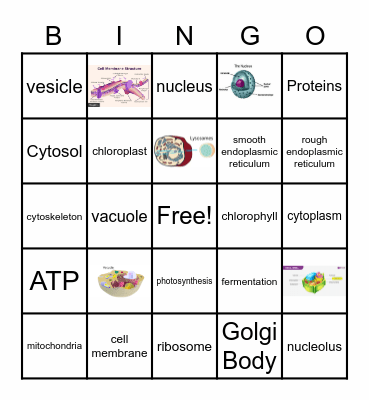 Ethan Waldroup organelles bingo Card