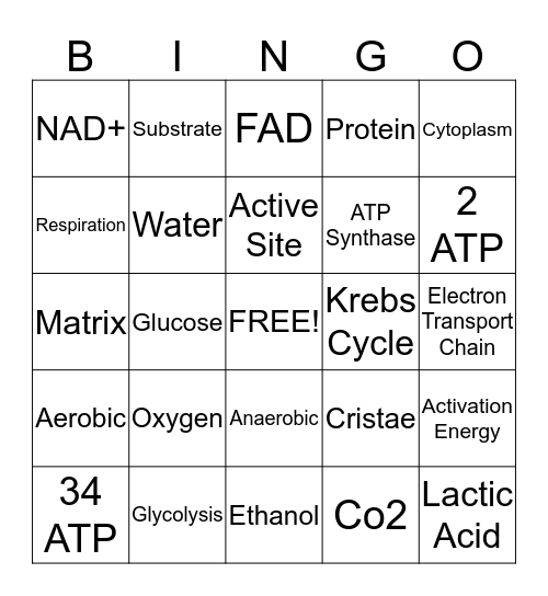 Enzymes, Respiration, and Fermentation Bingo Card