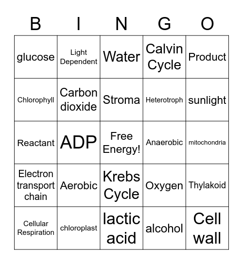 Photosynthesis and Cellular Respiration! Bingo Card