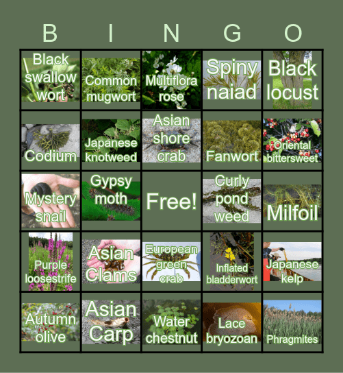 Invasive Species of Rhode Island Bingo Card