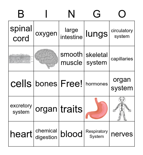 Body Review Bingo Card
