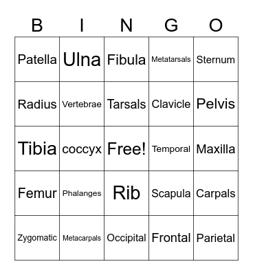 Skeletal system bingo Card