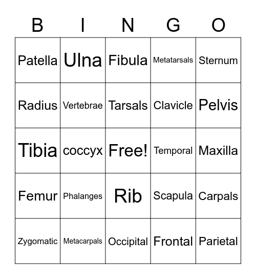 Skeletal system bingo Card
