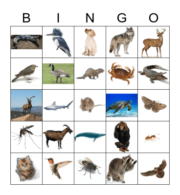 Animals Bingo Card