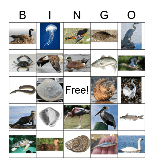 Chesapeake Bay Animals Bingo Card