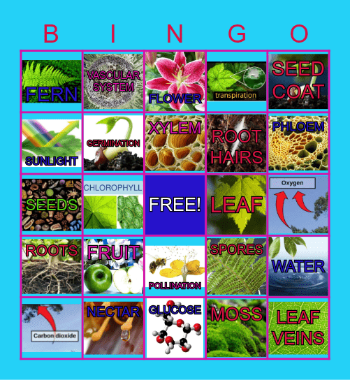 PLANTS - Earth's Producers Bingo Card