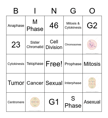 Mitosis Bingo Card