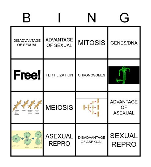 Asexual Reproduction Bingo Card