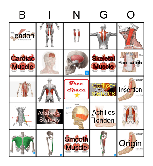 MUSCULAR SYSTEM Bingo Card