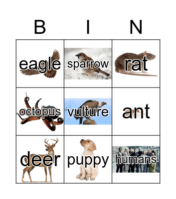 Animals Bingo Card