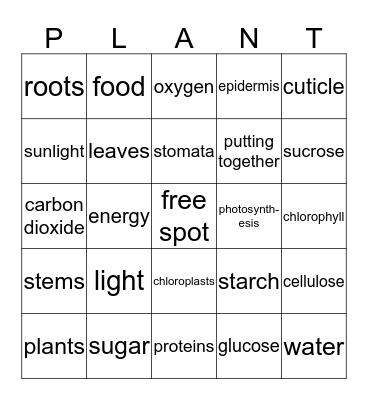 photosynthesis Bingo Card