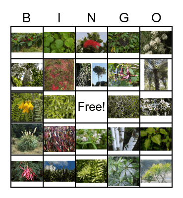 New Zealand Native Plants Bingo Card