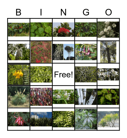 New Zealand Native Plants Bingo Card