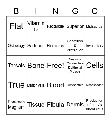 Anatomy Final Bingo Card