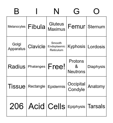 Anatomy Final Bingo Card