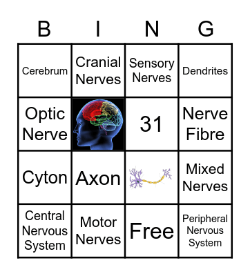 Nervous System Bingo Card