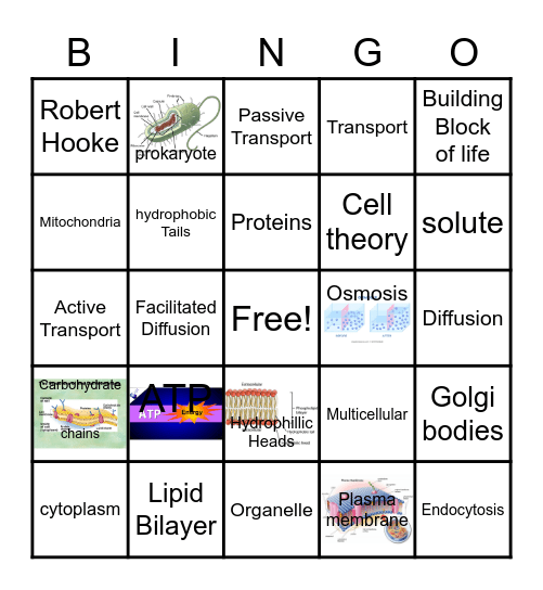 Cells and Transport Bingo Card