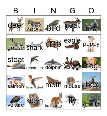Animals Bingo Card